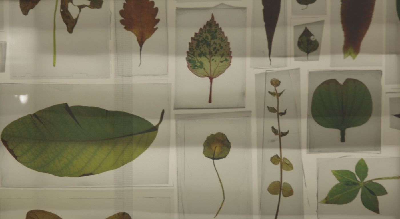 Still from Atas Nama Daun