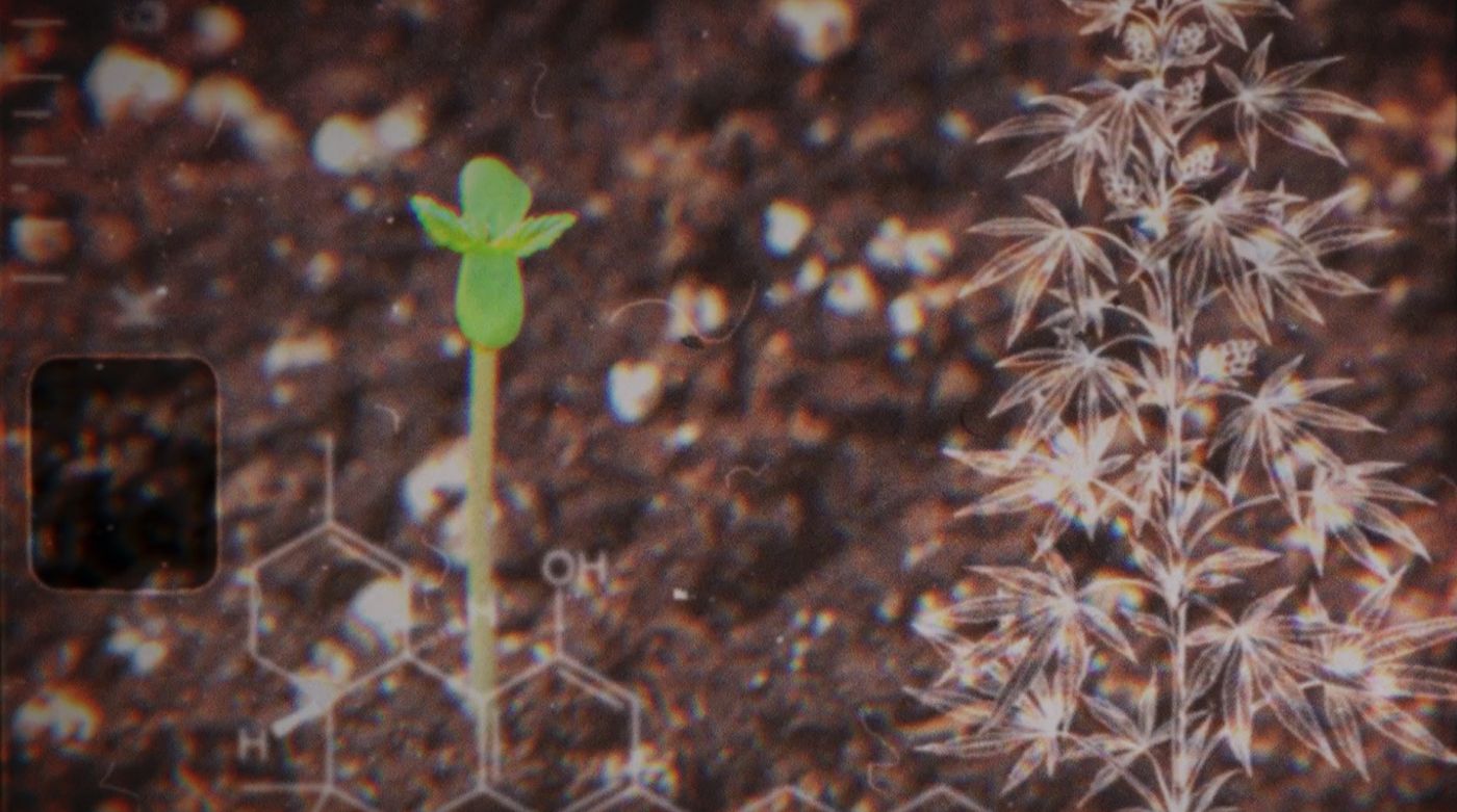 Still from Atas Nama Daun