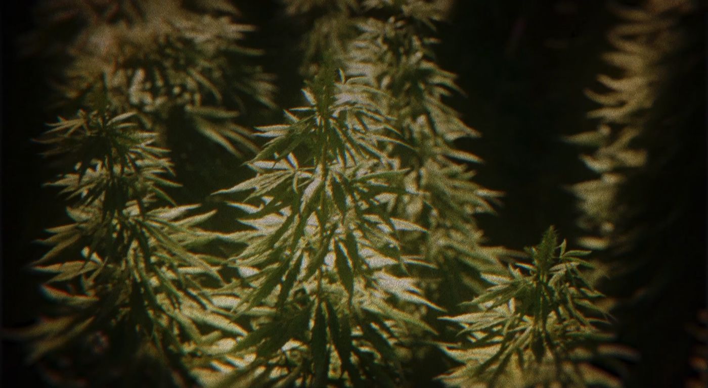 Still from Atas Nama Daun